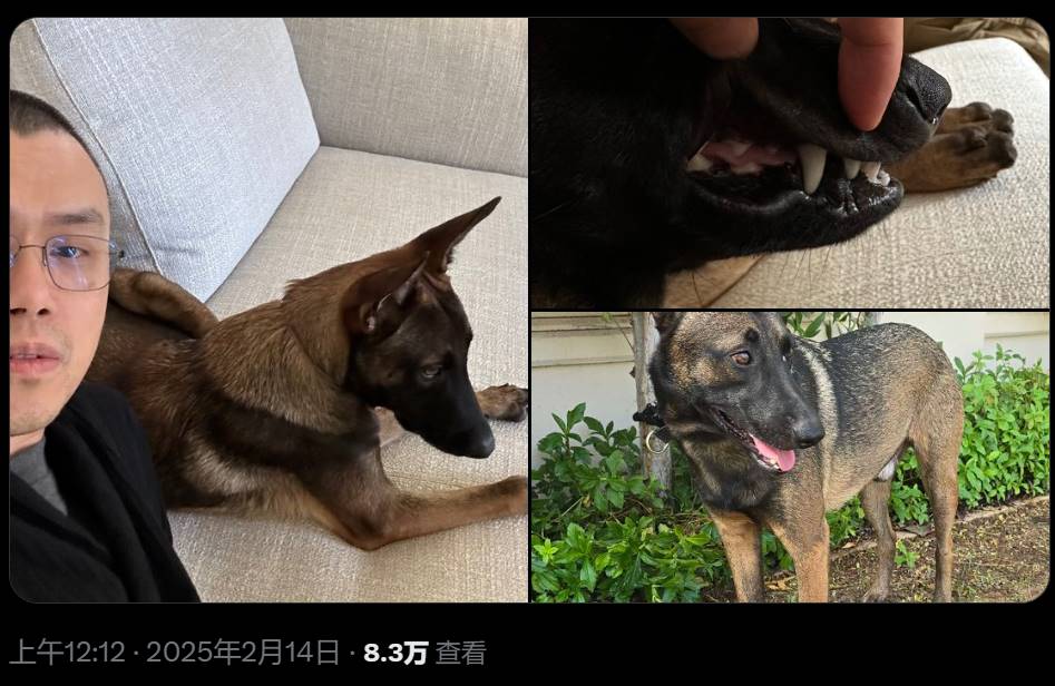 CZ 发布宠物狗 Broccoli 照片