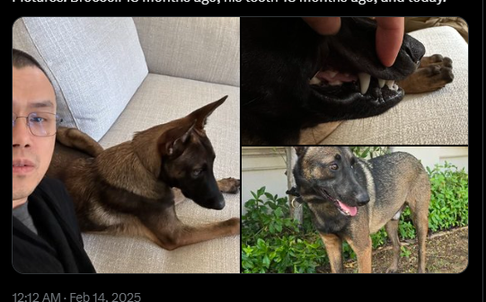 赵长鹏公布其宠物狗Broccoli的照片以及他们之间的故事